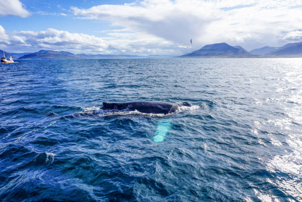 Whale Watching Tour Island Hauganes