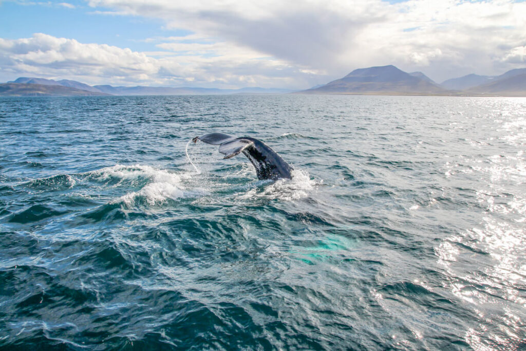 Whale Watching Tour Island Hauganes
