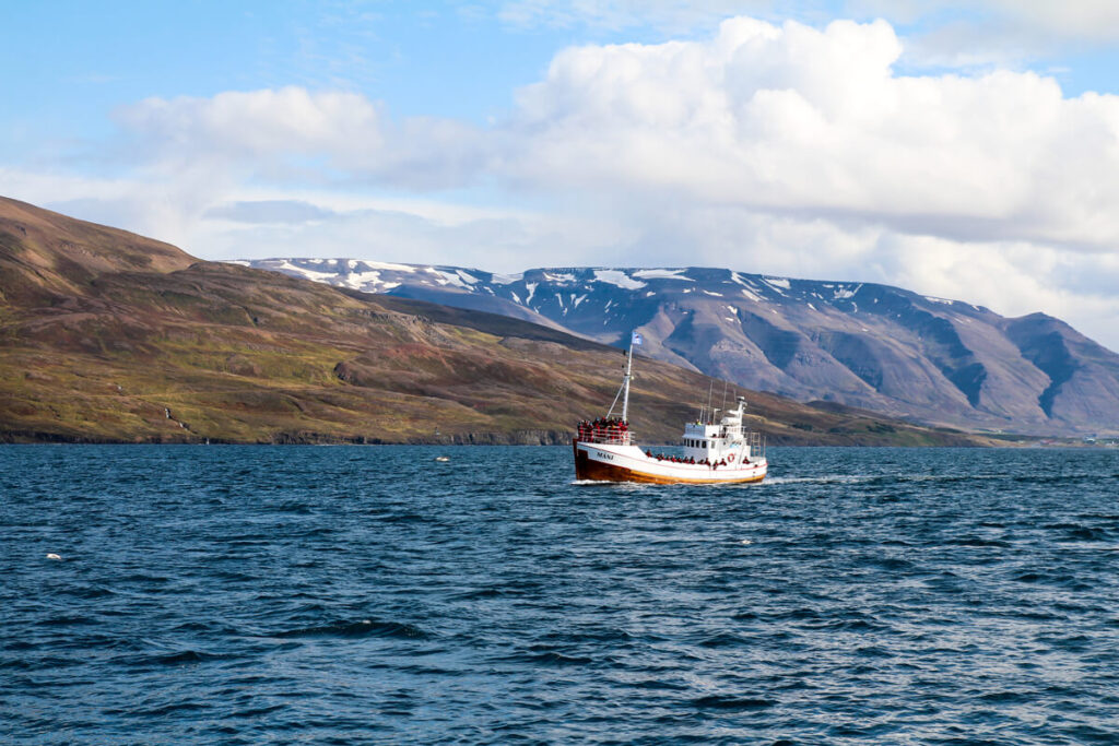 Whale Watching Tour Husavik