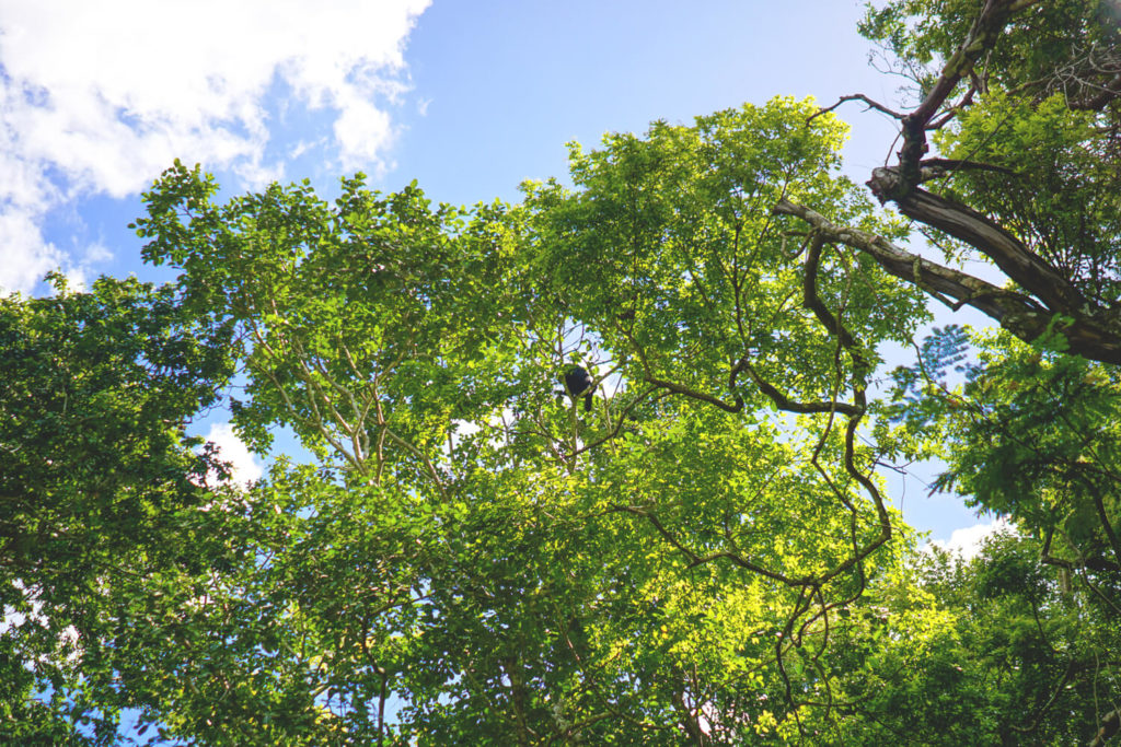 belize-sehenswuerdigkeiten-highlights-howler-monkeys-bruellaffen