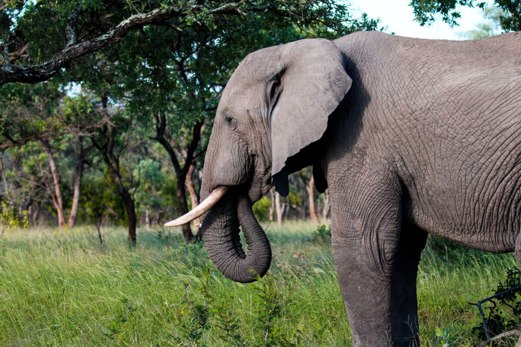 Elefant Wildnis Südafrika