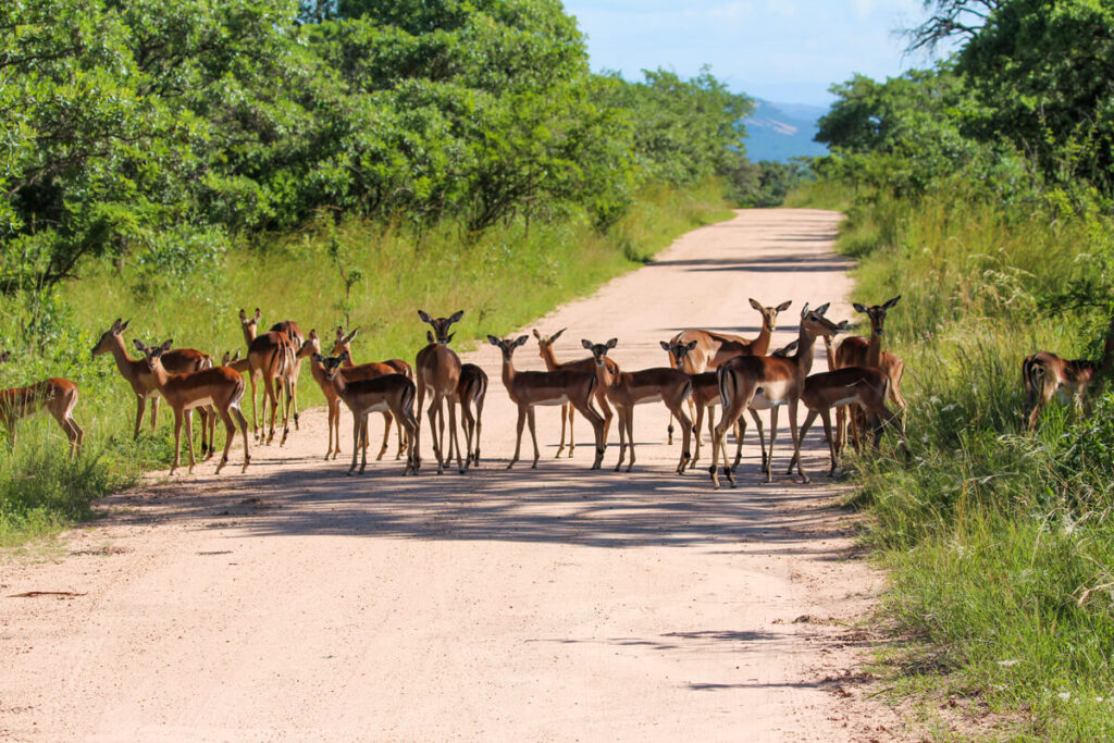 Antilopen im Kruger Nationalpark