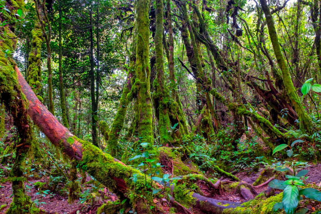 Mossy Forest Cameron Highlands