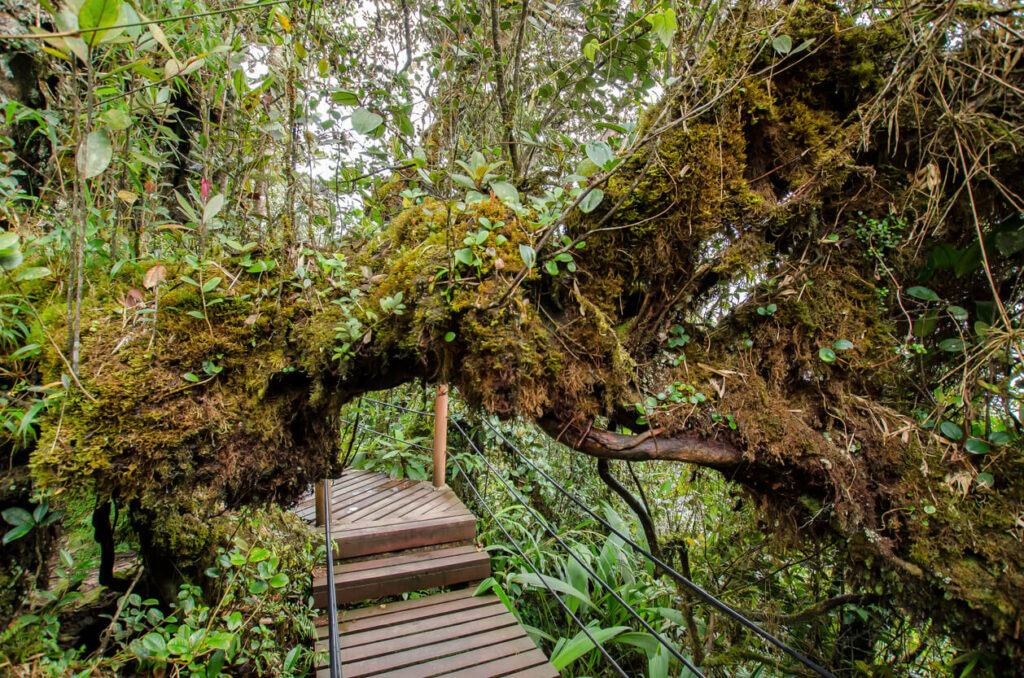 Mossy Forest