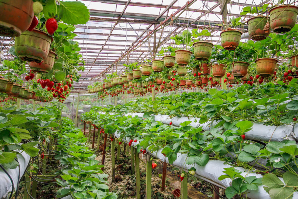 Erdbeeren Cameron Highlands