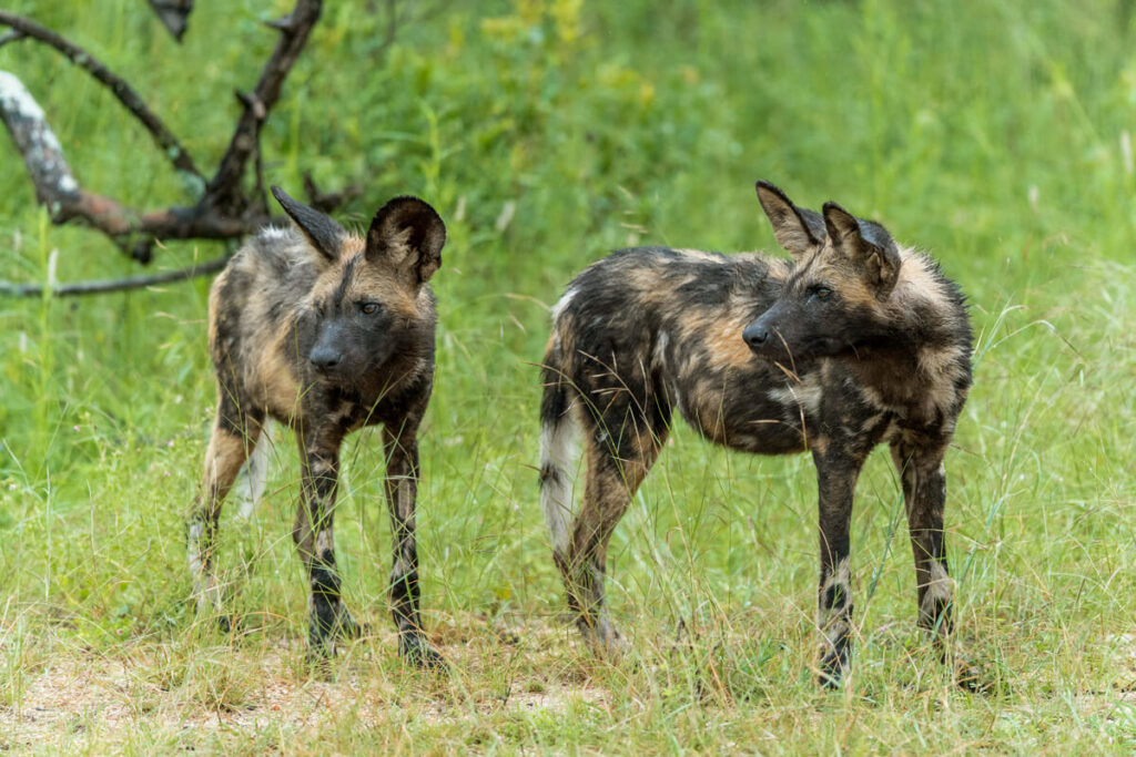 Wildhunde Safari Südafrika Kruger Park