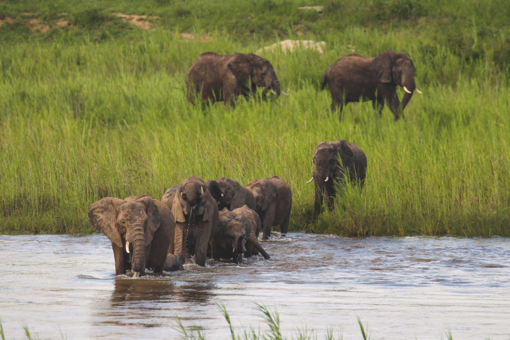krueger-nationalpark-suedafrika-safari-elefant