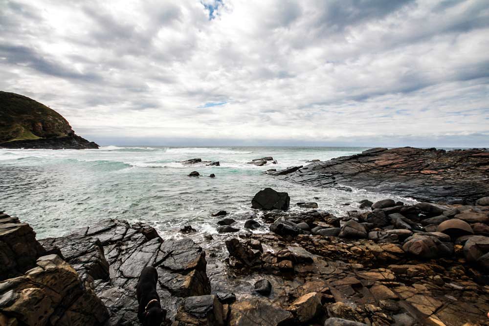 wild-coast-suedafrika-coffee-bay-dolphin