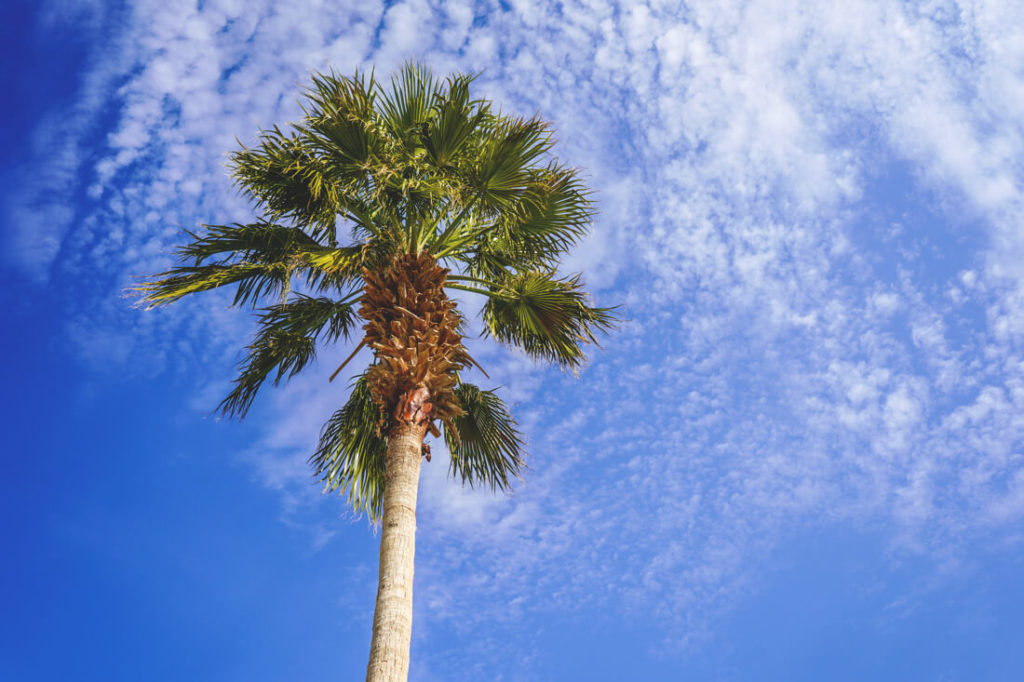 Totes-Meer-Jordanien-Ramada-Resort-Pool-Palme