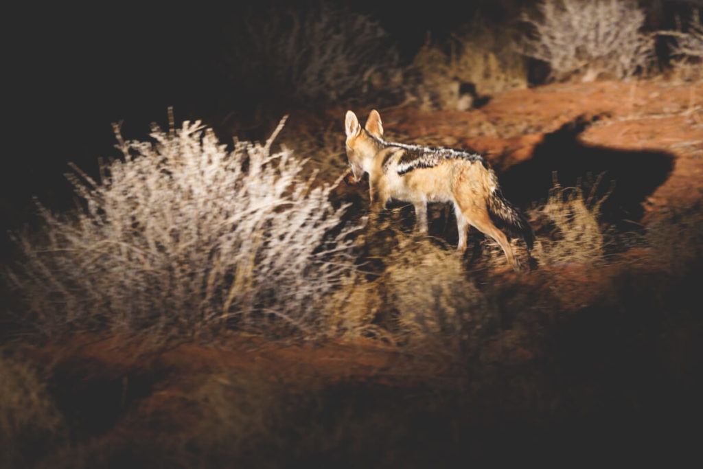 Xaus-Lodge-Night-Drive-Jackal