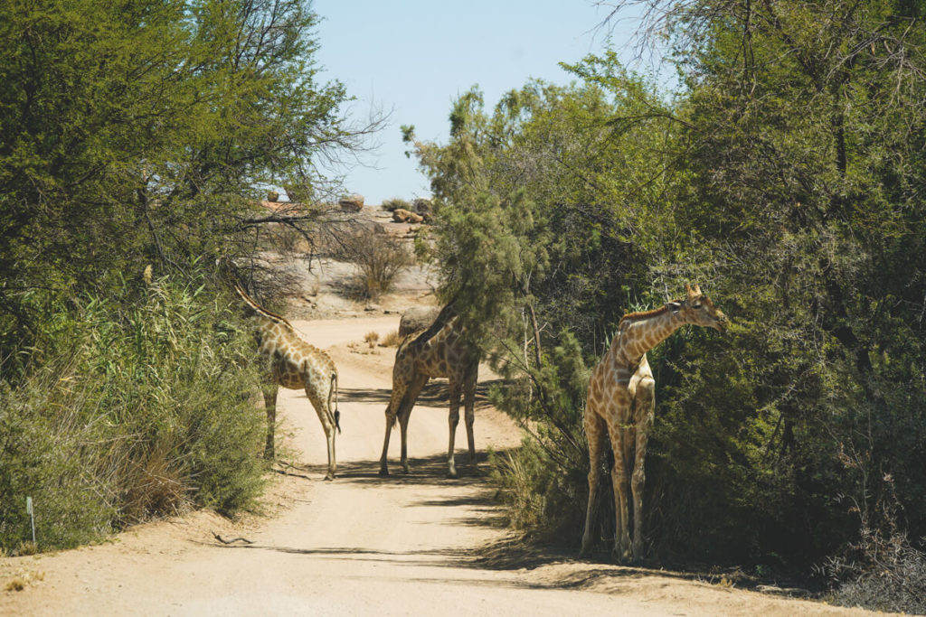 Augrabies-Falls-National-Park-Suedafrika-Giraffen