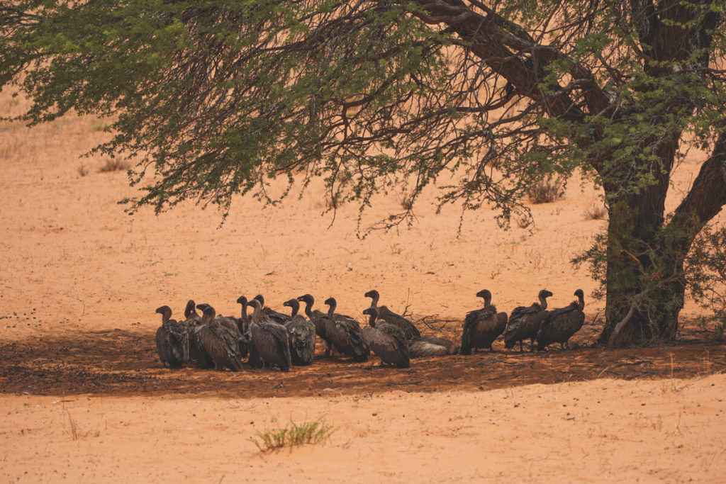 Kgalagadi-Transfrontier-National-Park-Aasgeier