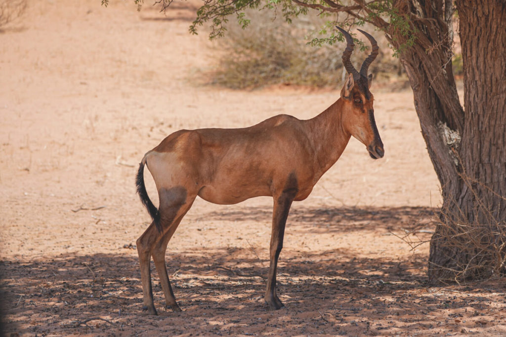 Kgalagadi-Transfrontier-National-Park-Eland-Antilope