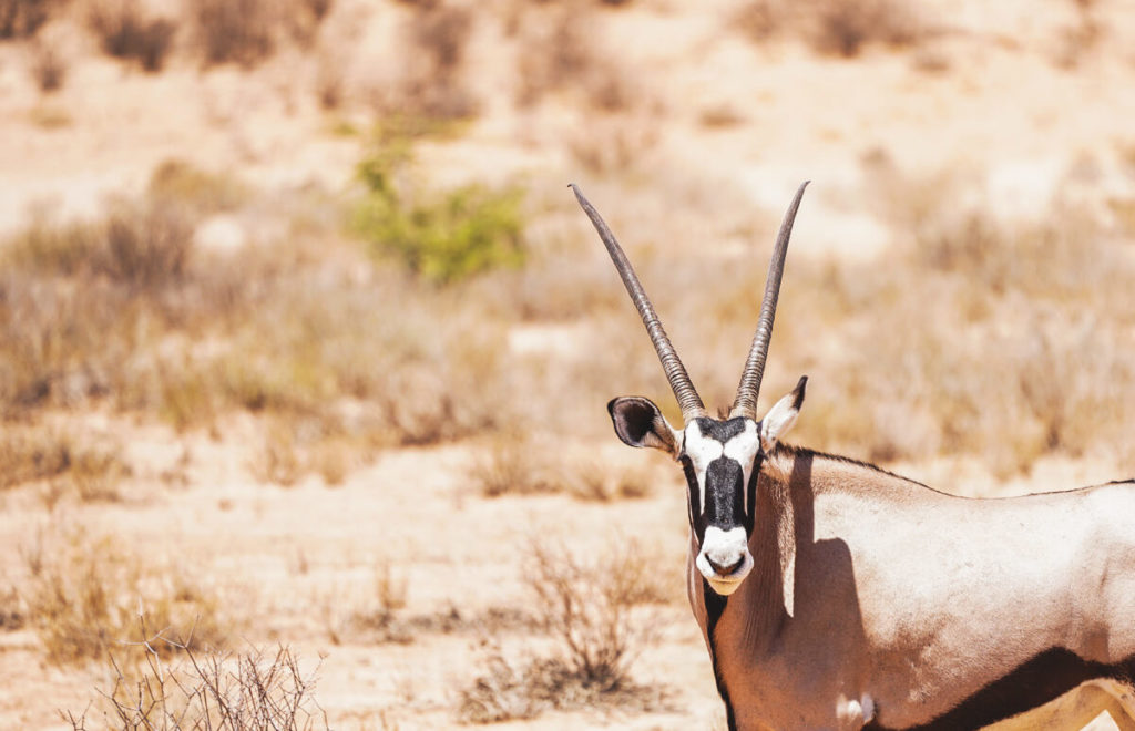 Kgalagadi-Transfrontier-National-Park-Oryx-Antilope