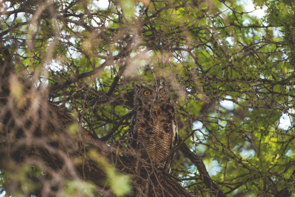 Kgalagadi-Transfrontier-National-Park-Vogel-Eule