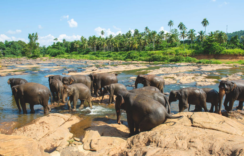 Sri-Lanka-Sehenswuerdigkeiten-Elefanten-Waisenhaus-Pinnawala