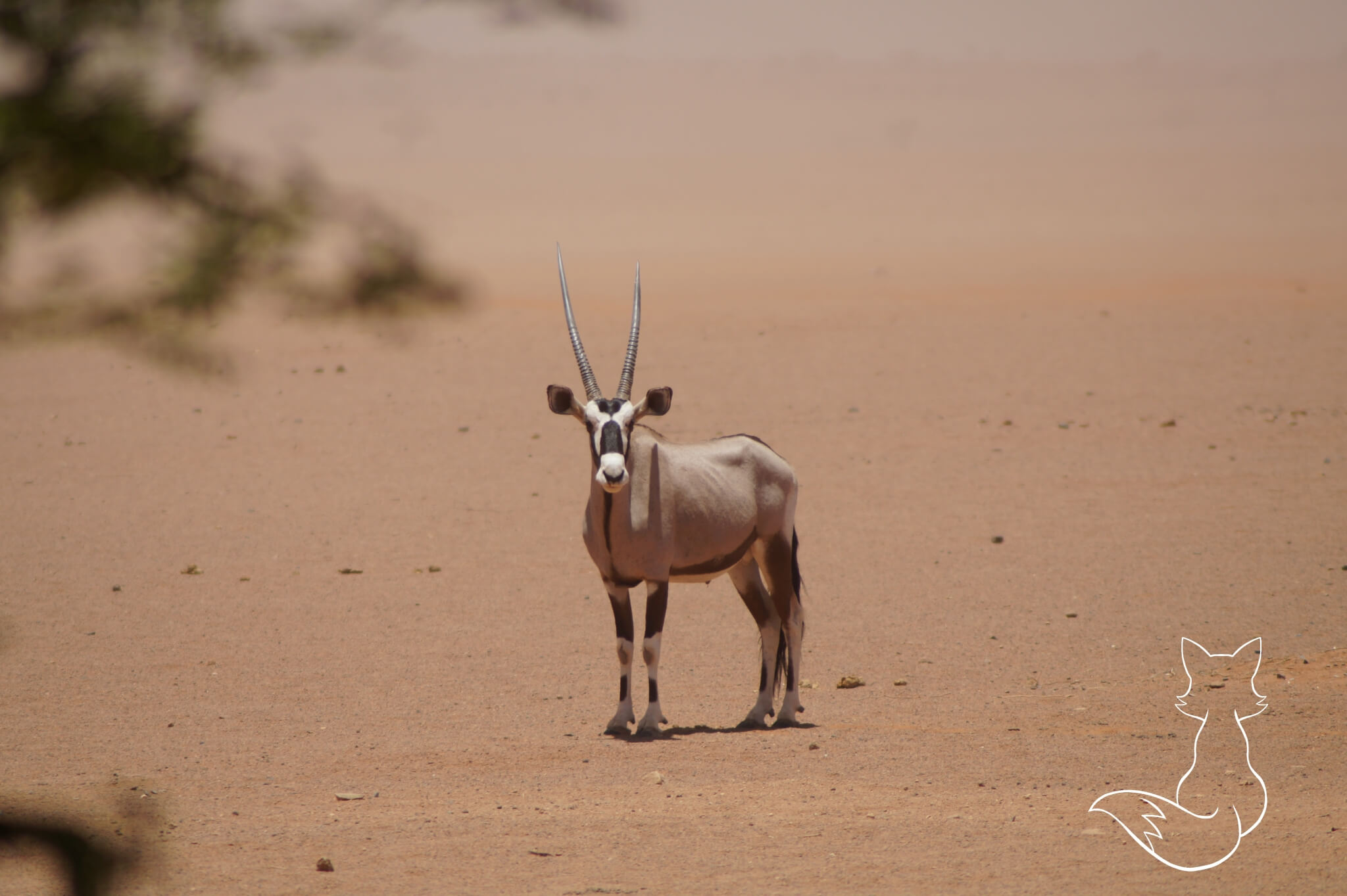 Namibia Highlights - Meine top 5 Höhepunkte der Rundreise