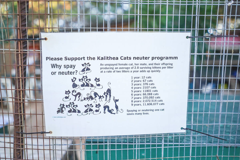 Kalithea Cats