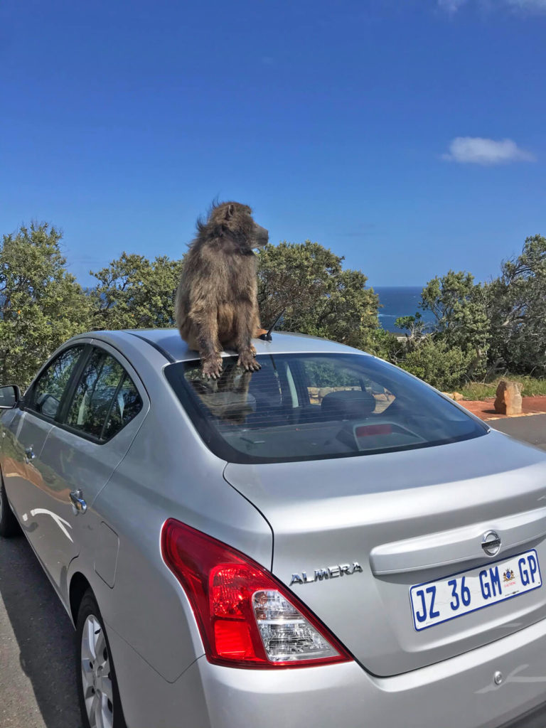 Kaphalbinsel-Suedafrika-Affen-Baboons