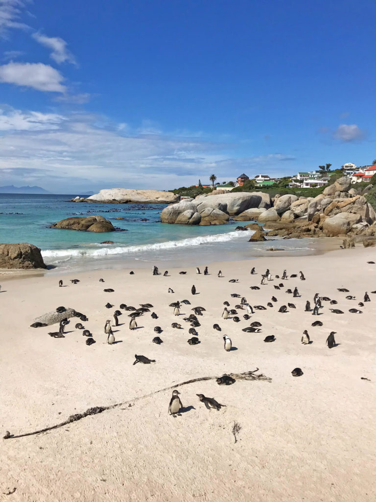 Pinguine-Suedafrika-Foxy-Beach