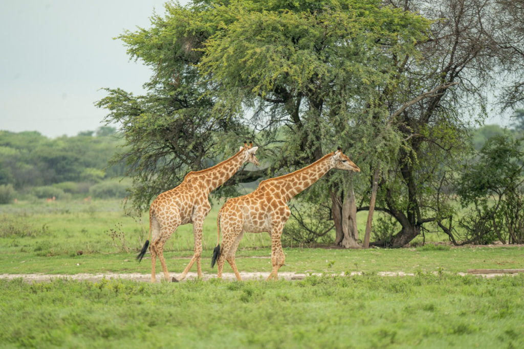 Botswana-Sehenswuerdigkeiten-Khama-Rhino-Sanctuary-Giraffen
