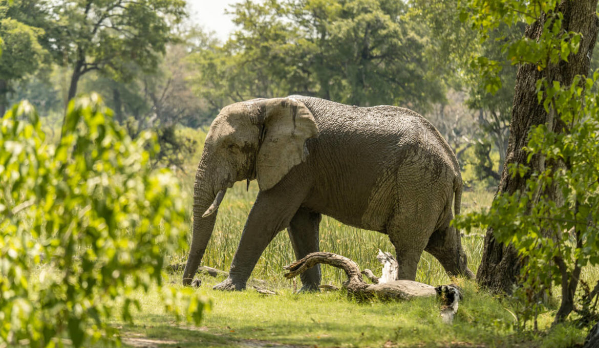 Moremi Game Reserve Elefant