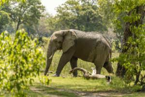 Moremi Game Reserve Elefant