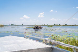 Okavangodelta Botswana Bootstour