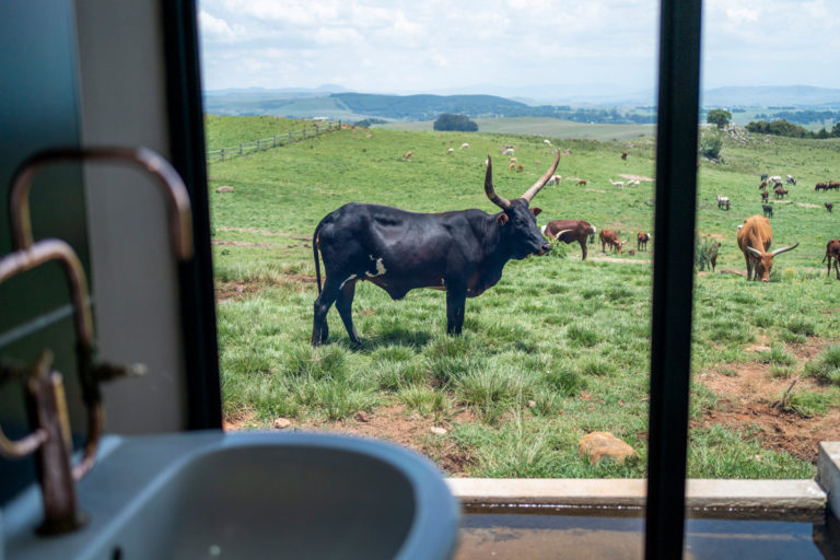 Die Midlands Meander in Südafrika Die schönsten Highlights