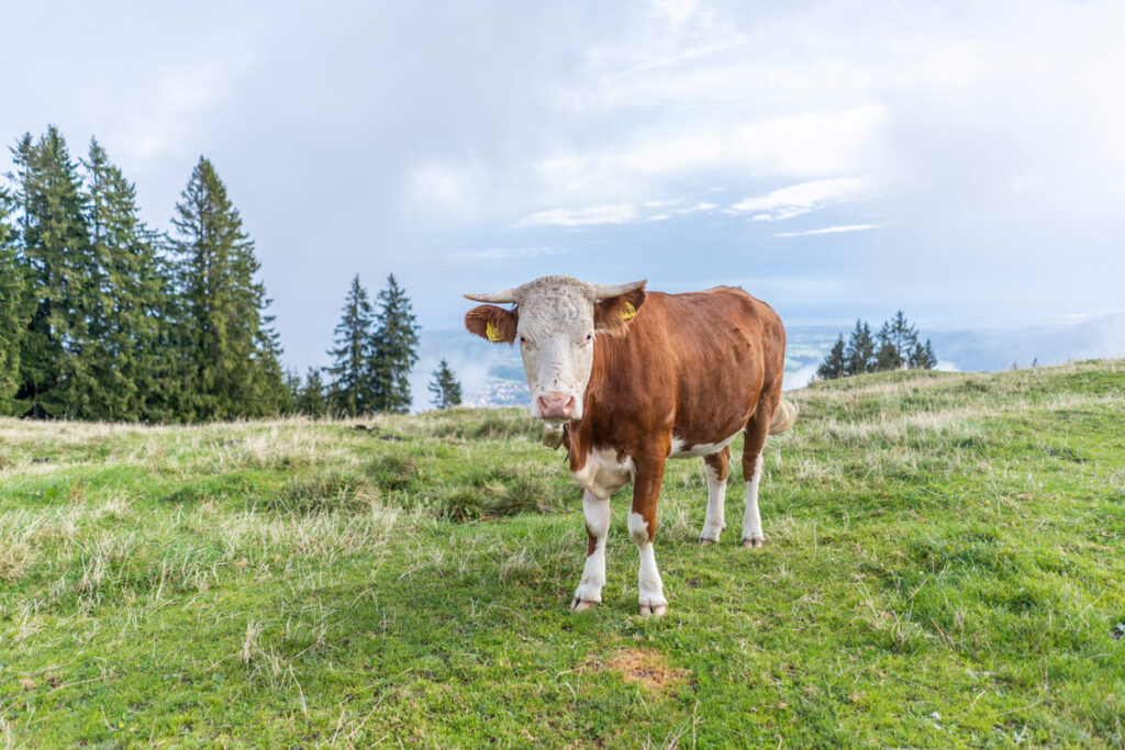 Bad Tölz Blomberg