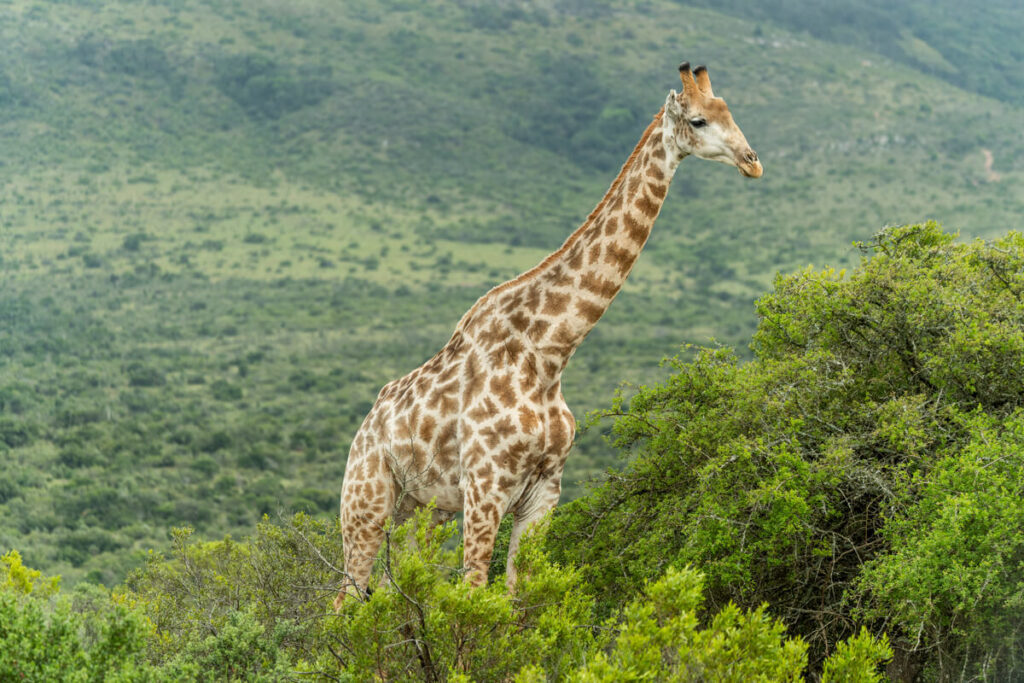 Giraffe