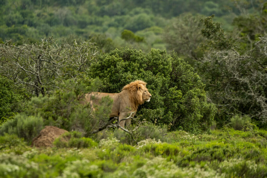 Pumba Private Reserve Löwe