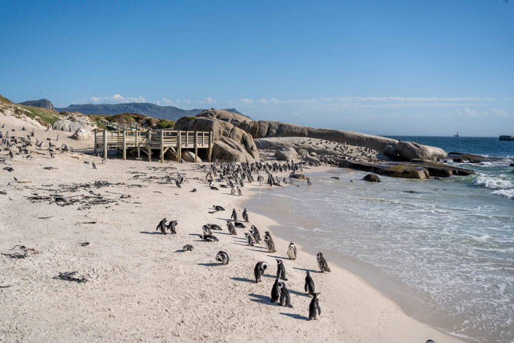 Reiseziele im Februar Südafrika Boulders Beach Pinguine