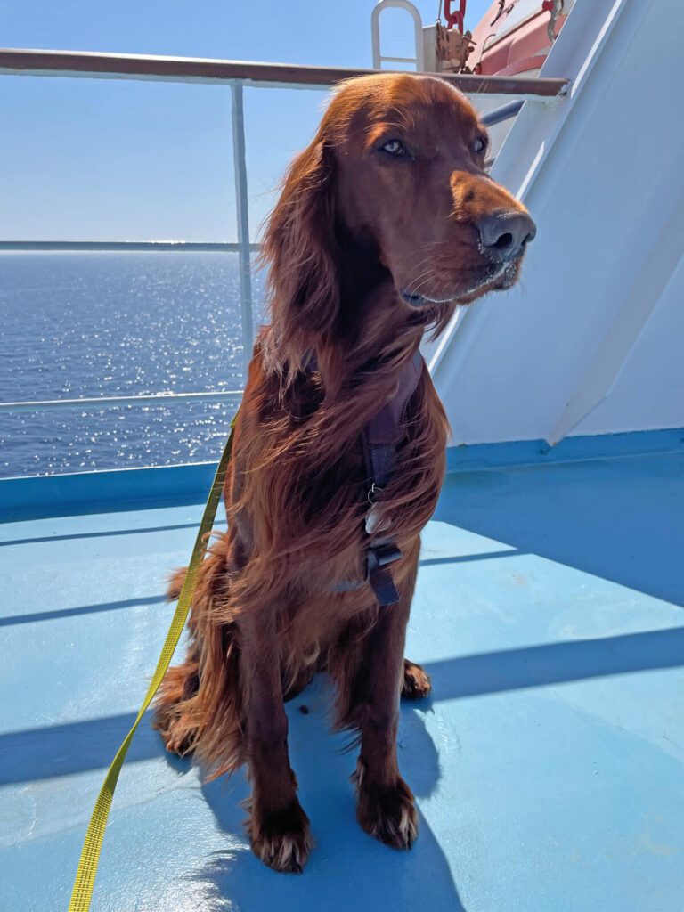 Mit Hund auf der Fähre nach Korsika