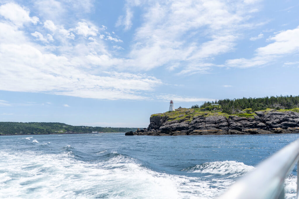 Whale Watching Bay of Fundy