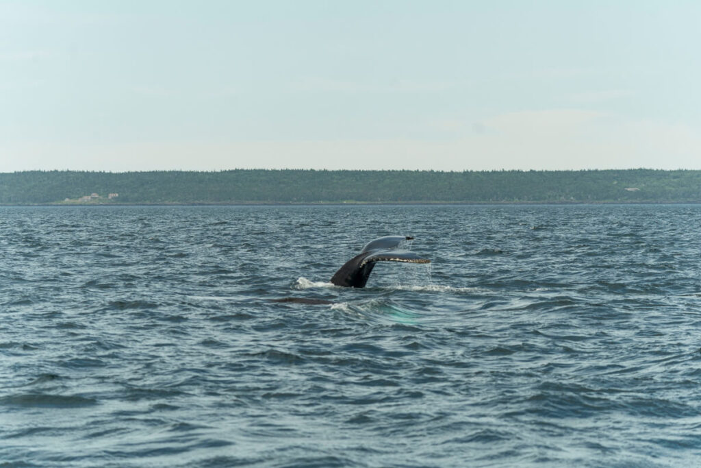 Whale Watching Bay of Fundy