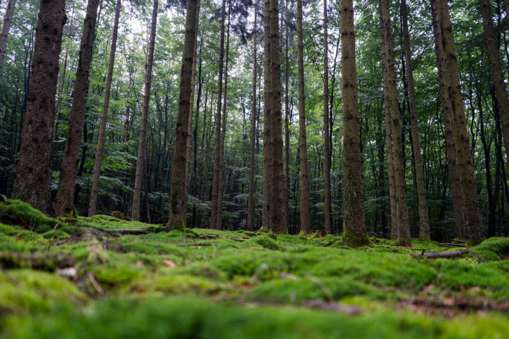 Buchenwald Saarland Saar-Hunsrück-Steig