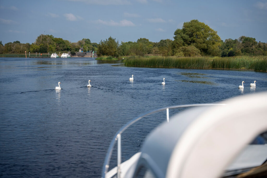 Schwäne auf dem Shannon River