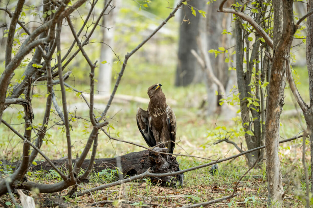 Bwabwata-National Park