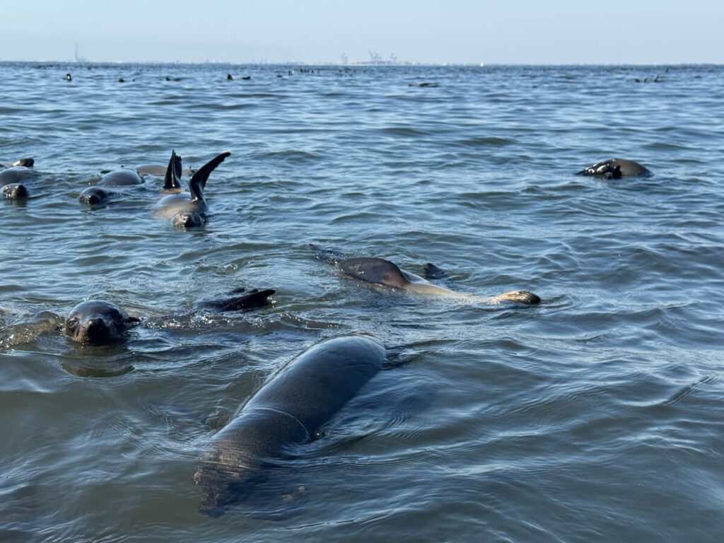Kajaktour Robben Namibia