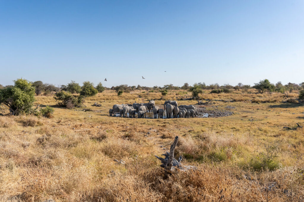 Elefantenherde im Etosha Nationalpark