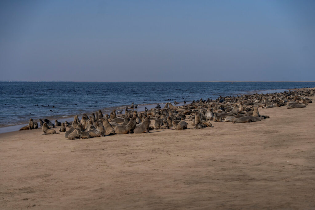 Walvis Bay Namibia Robben Pelican Point