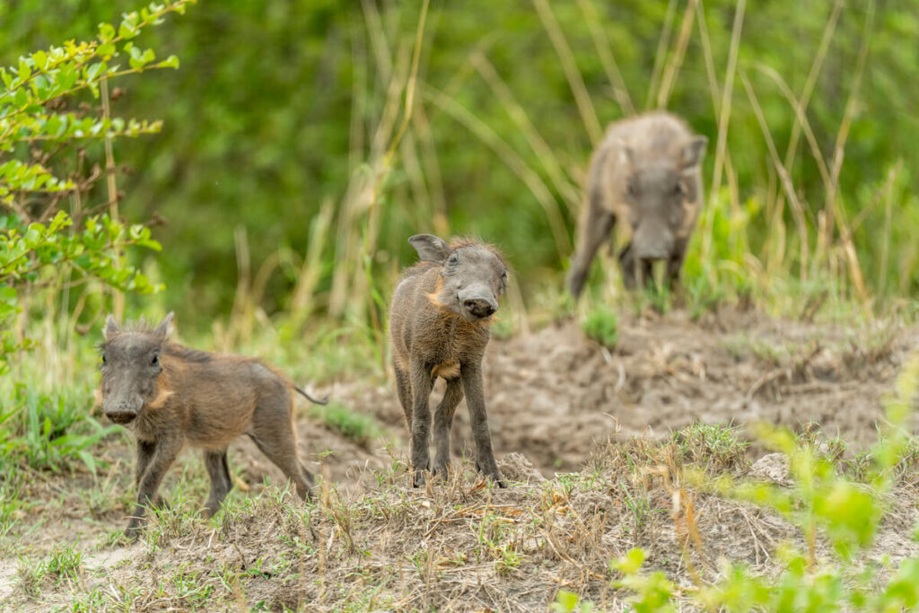 Nkasa Rupara Nationalpark Warzenschweine