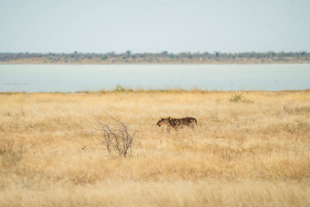 Etosha Nationalpark Löwe
