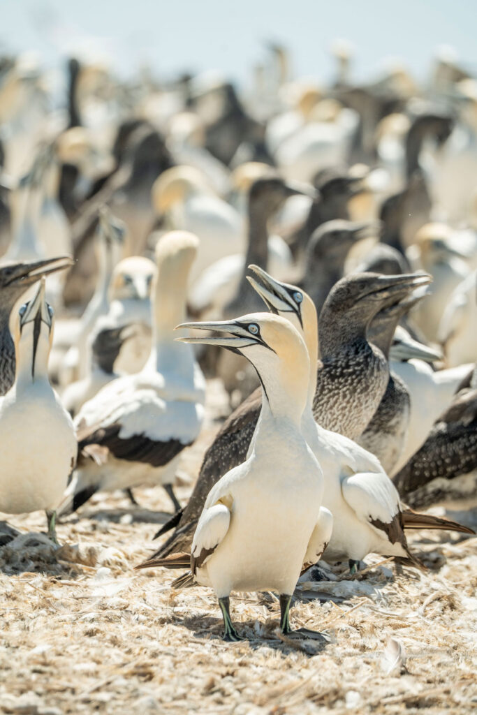 Lamberts Bay Bird Island