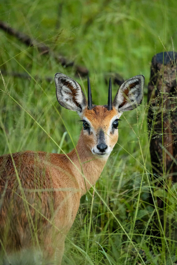 Steinbock Safari Game Drive