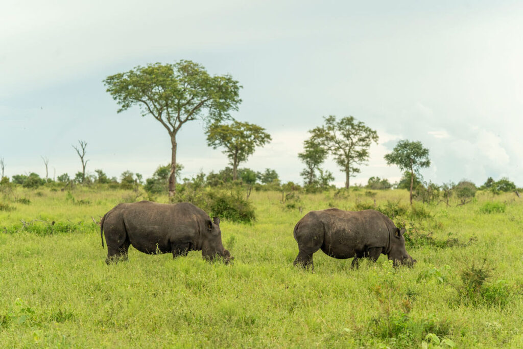 Nashörner im Greater Kruger Park