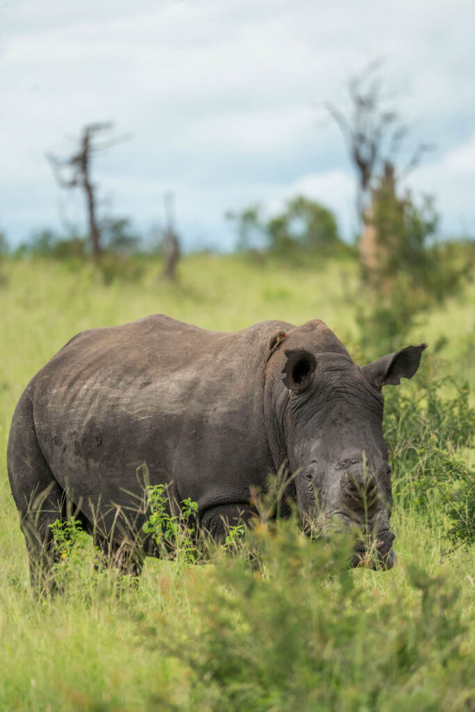 Nashorn Safari Sabi Sand