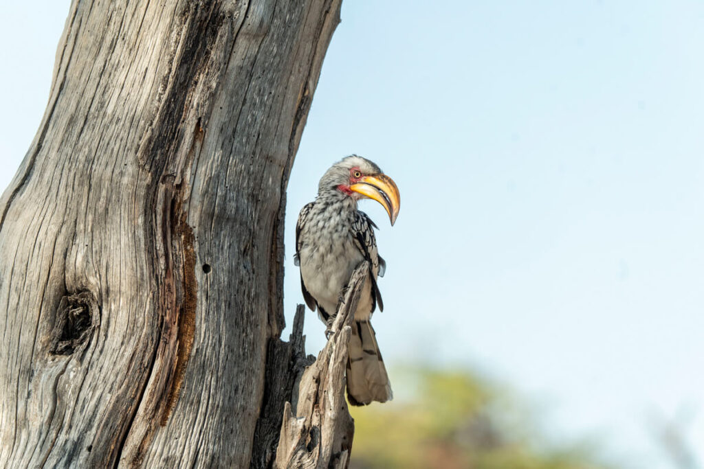 Hornbill