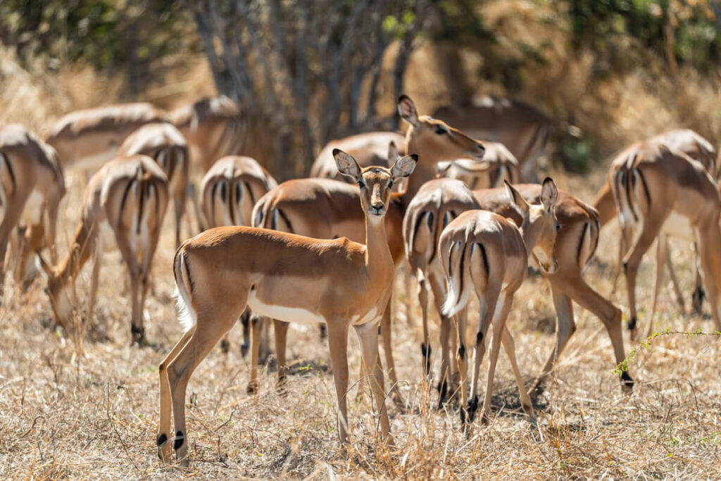 Impala